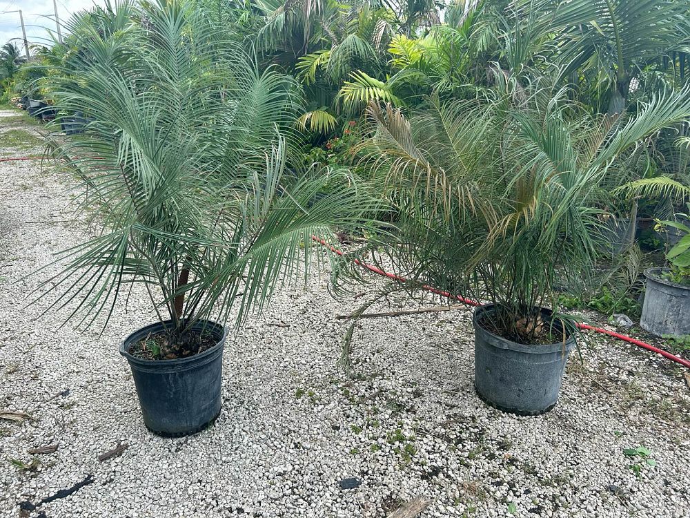 ceratozamia-kuesteriana