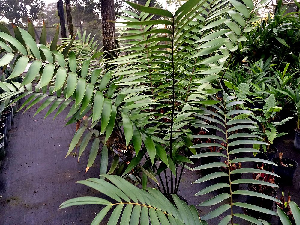 ceratozamia-mexicana-mexican-horncone