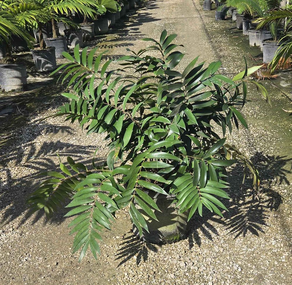 ceratozamia-mexicana-mexican-horncone