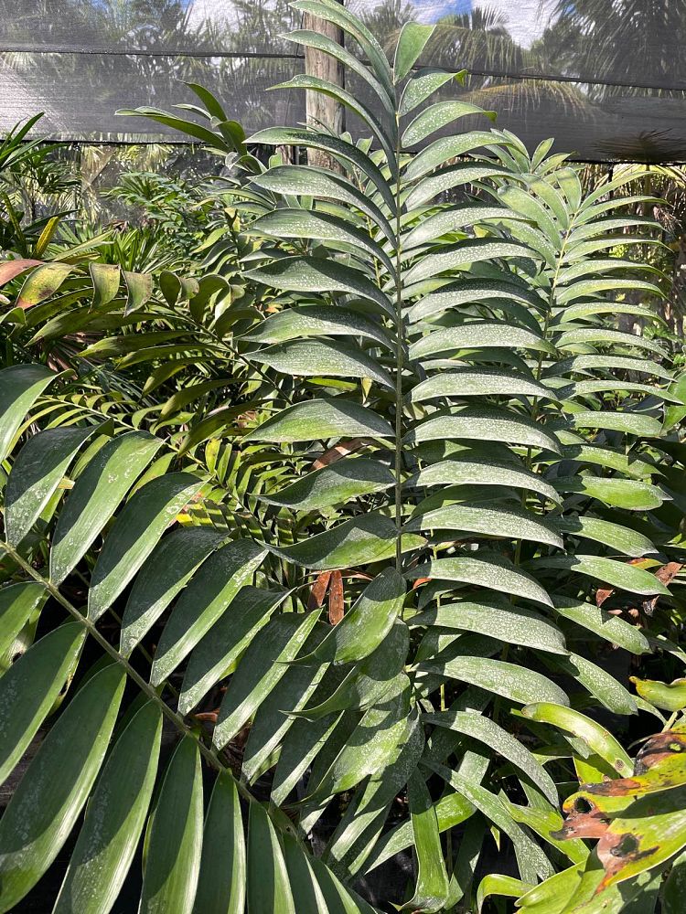 ceratozamia-miqueliana-cycad