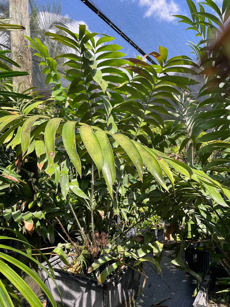 ceratozamia-miqueliana-cycad