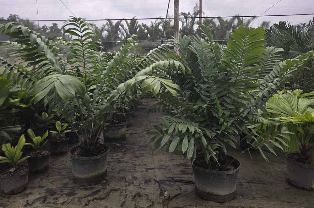 ceratozamia-miqueliana-cycad
