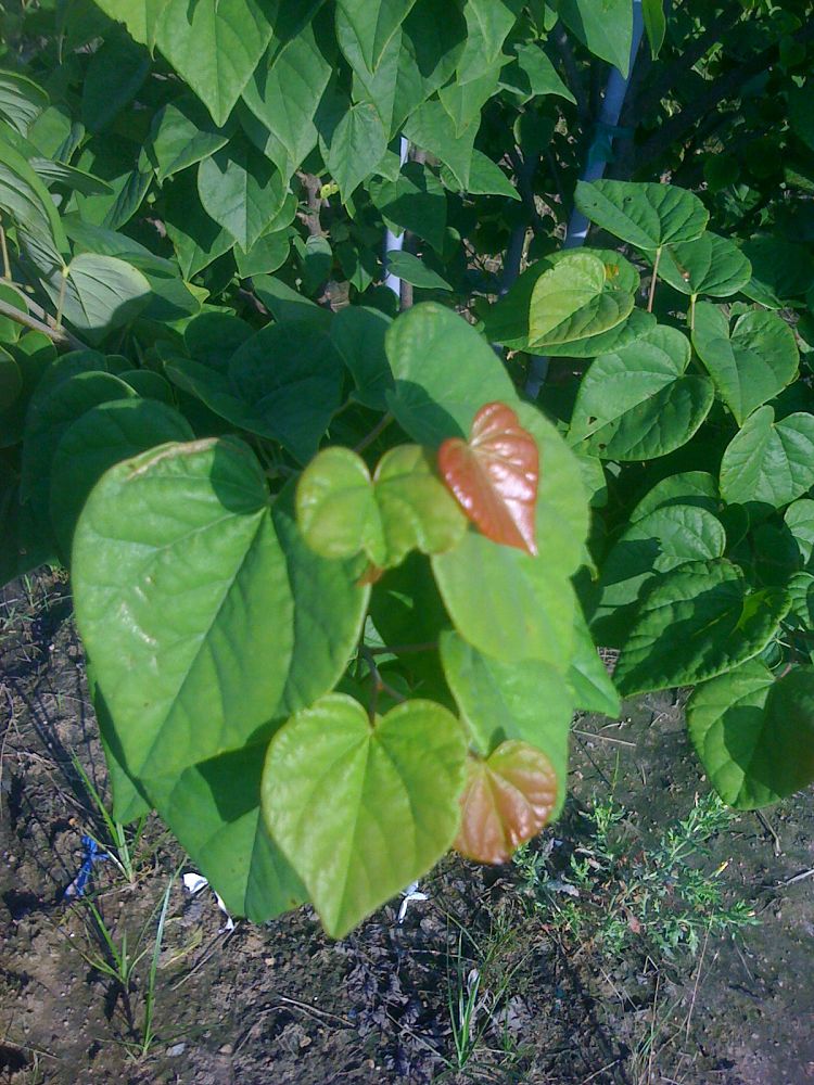 cercis-canadensis-ace-of-hearts-eastern-redbud