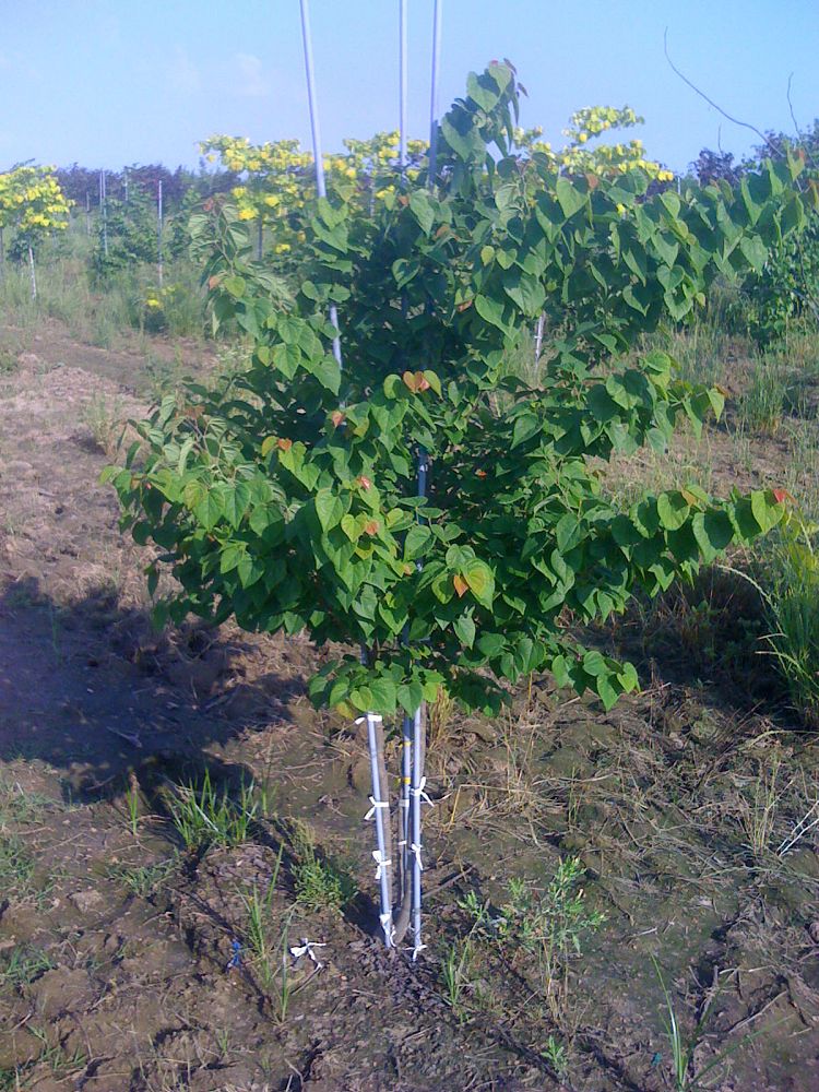 cercis-canadensis-ace-of-hearts-eastern-redbud