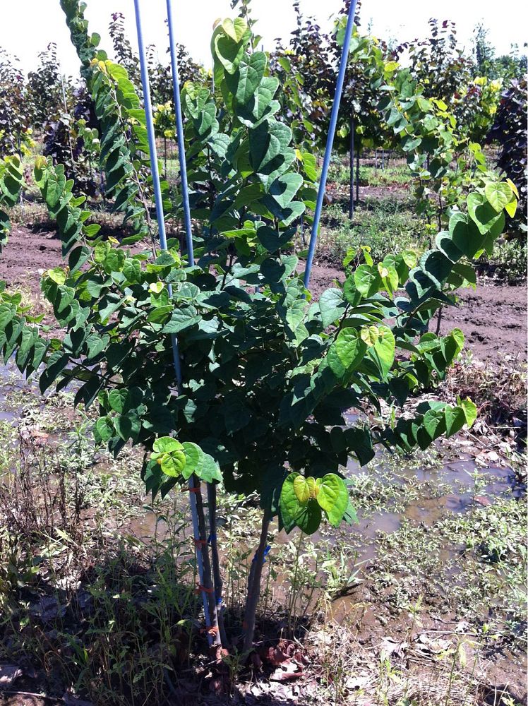 cercis-canadensis-ace-of-hearts-eastern-redbud