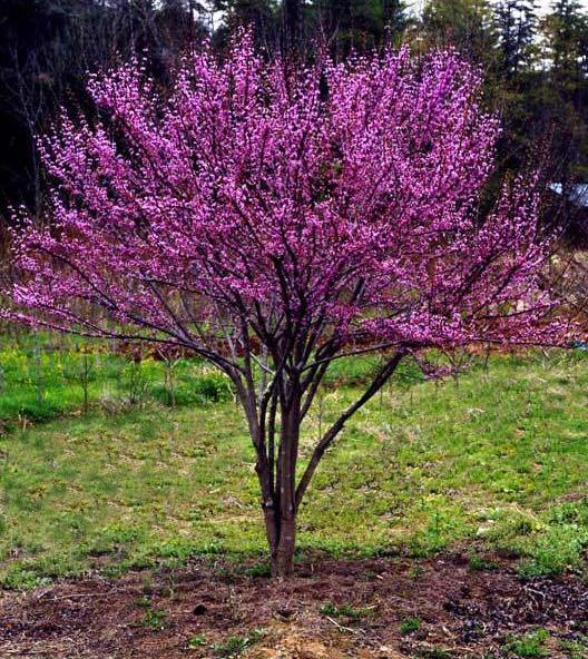 cercis-canadensis-ace-of-hearts-eastern-redbud