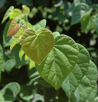 cercis-canadensis-ace-of-hearts-eastern-redbud
