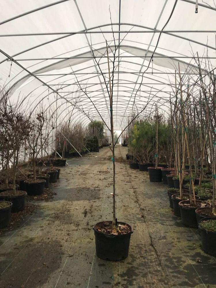 cercis-canadensis-alba-royal-white-eastern-redbud