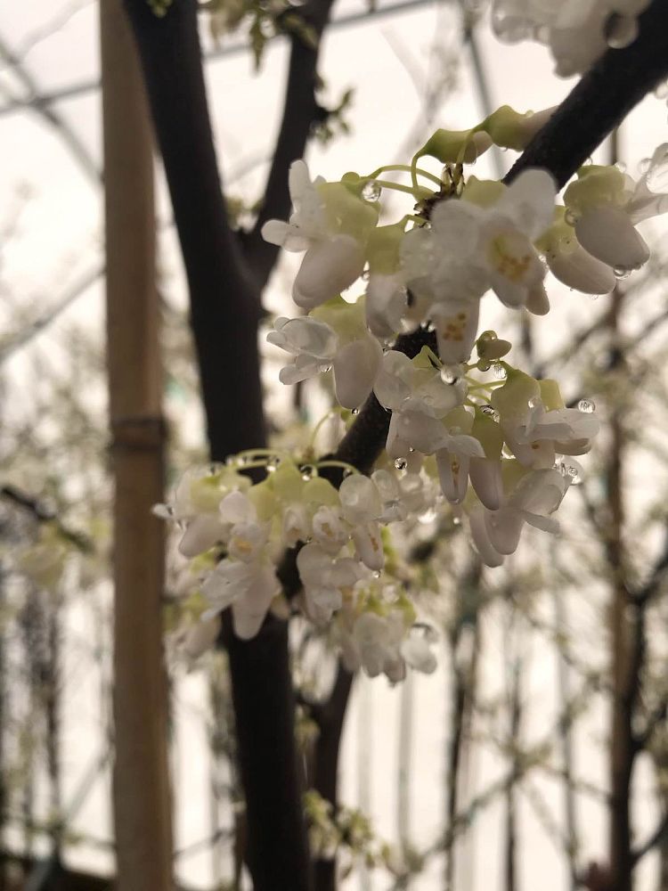cercis-canadensis-alba-royal-white-eastern-redbud