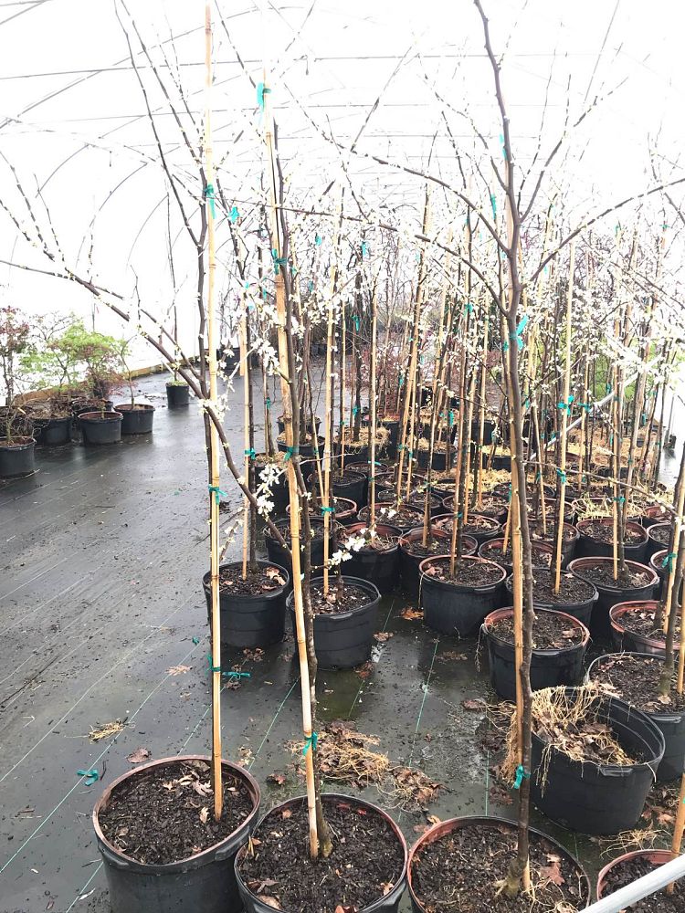 cercis-canadensis-alba-royal-white-eastern-redbud