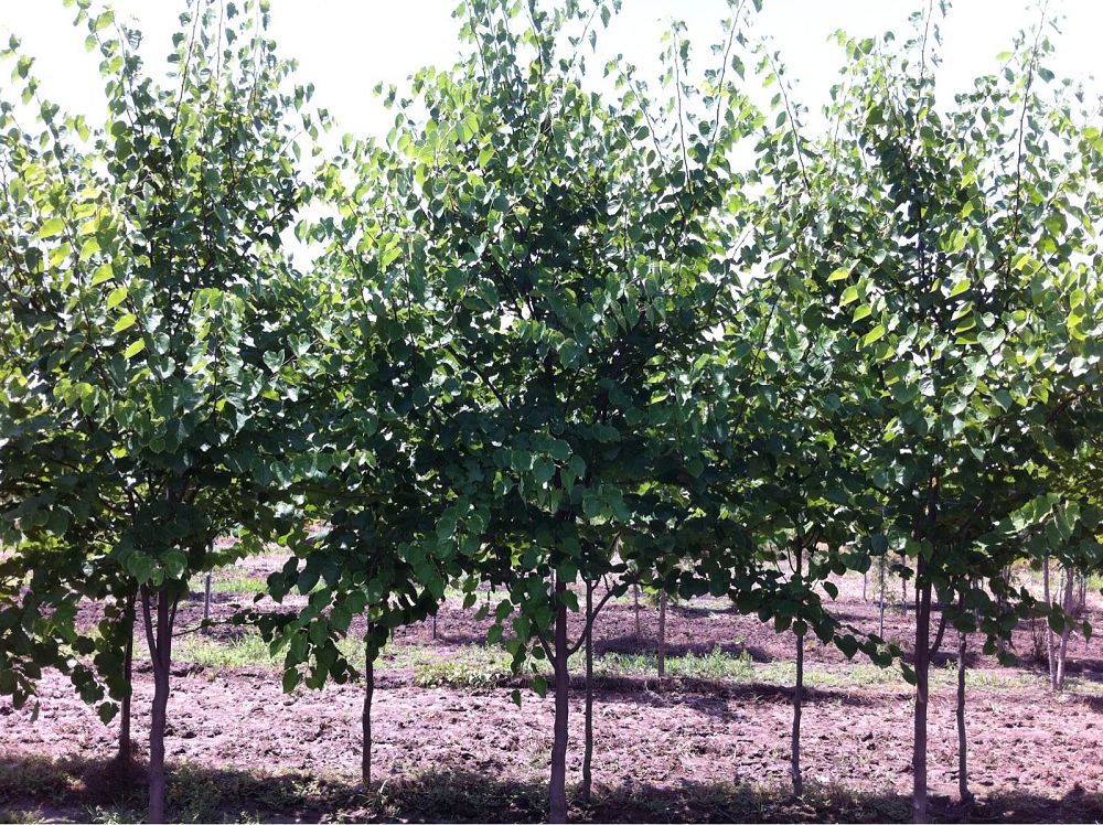 cercis-canadensis-appalachian-red-eastern-redbud