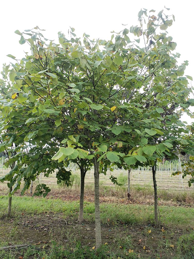 cercis-canadensis-appalachian-red-eastern-redbud