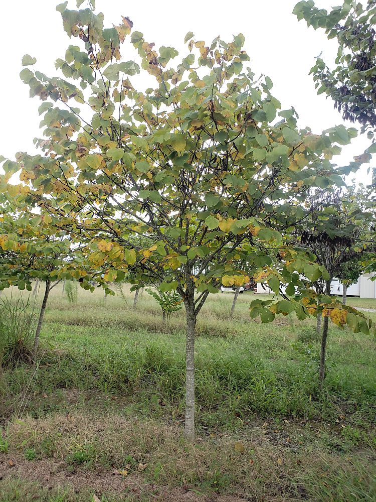 cercis-canadensis-appalachian-red-eastern-redbud