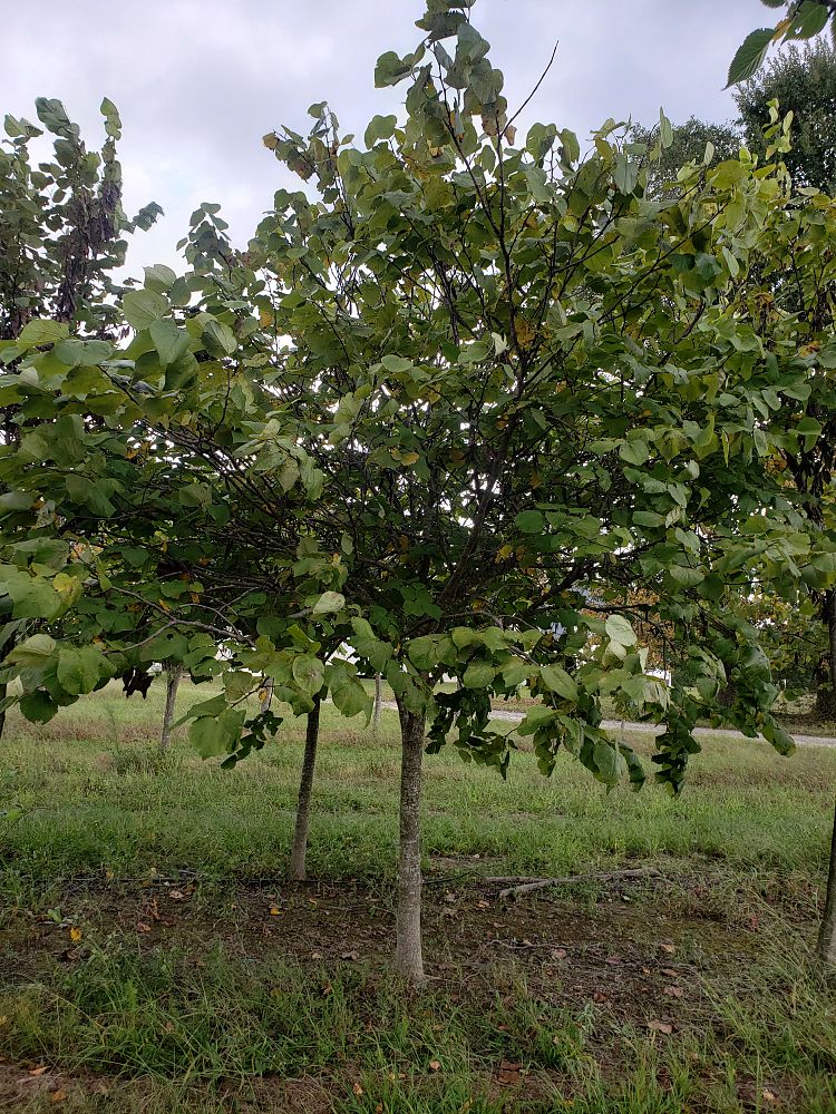 cercis-canadensis-appalachian-red-eastern-redbud