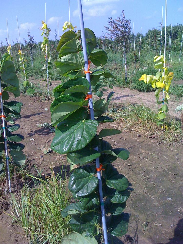 cercis-canadensis-bubble-gum-eastern-redbud