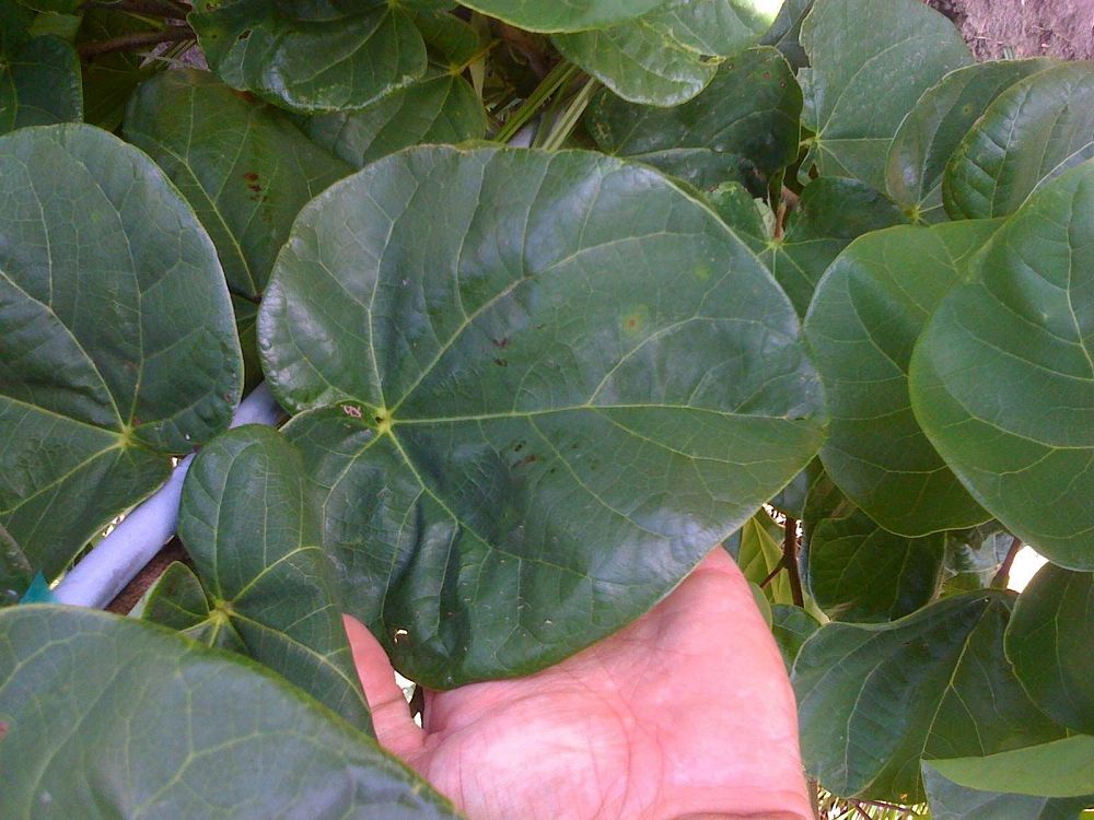 cercis-canadensis-bubble-gum-eastern-redbud