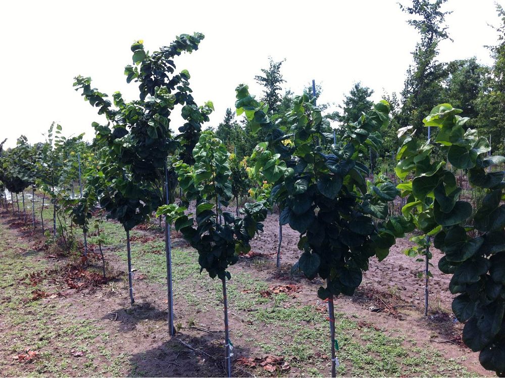 cercis-canadensis-bubble-gum-eastern-redbud