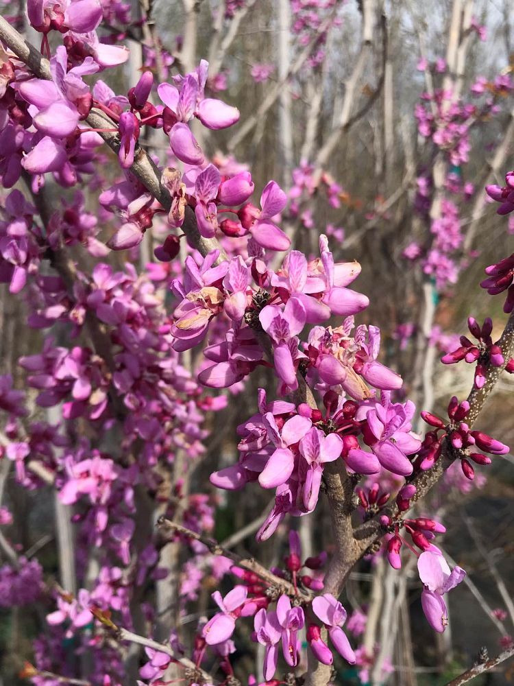 cercis-canadensis-bubble-gum-eastern-redbud