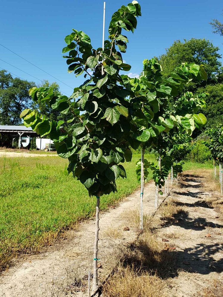 cercis-canadensis-bubble-gum-eastern-redbud