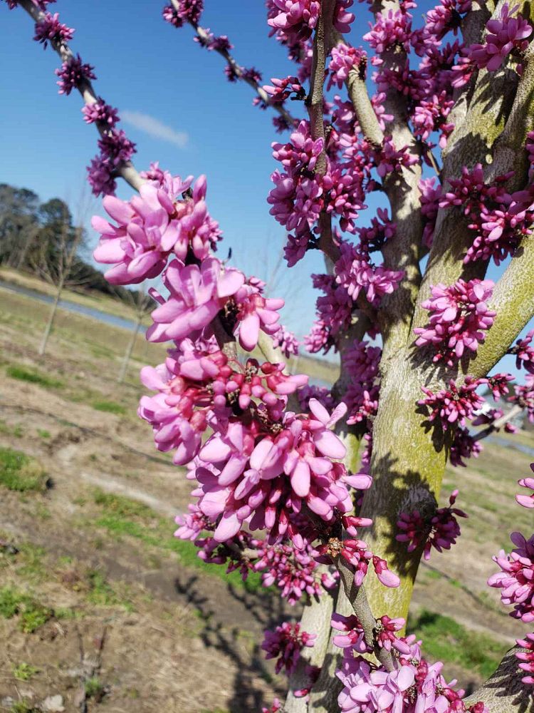 cercis-canadensis-bubble-gum-eastern-redbud