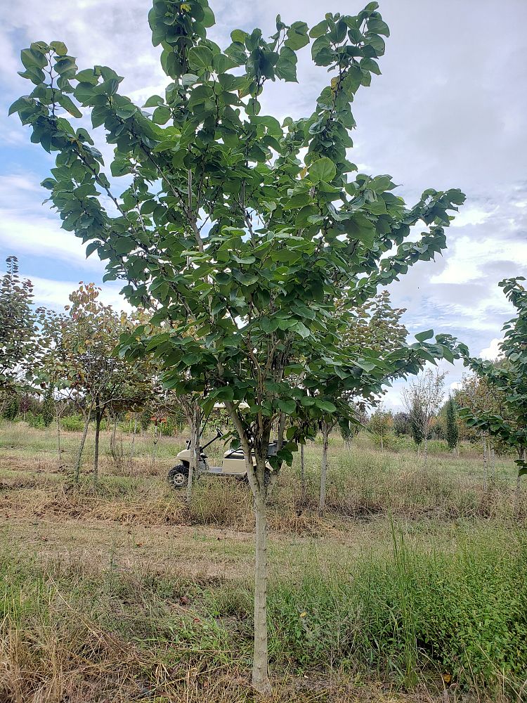 cercis-canadensis-bubble-gum-eastern-redbud
