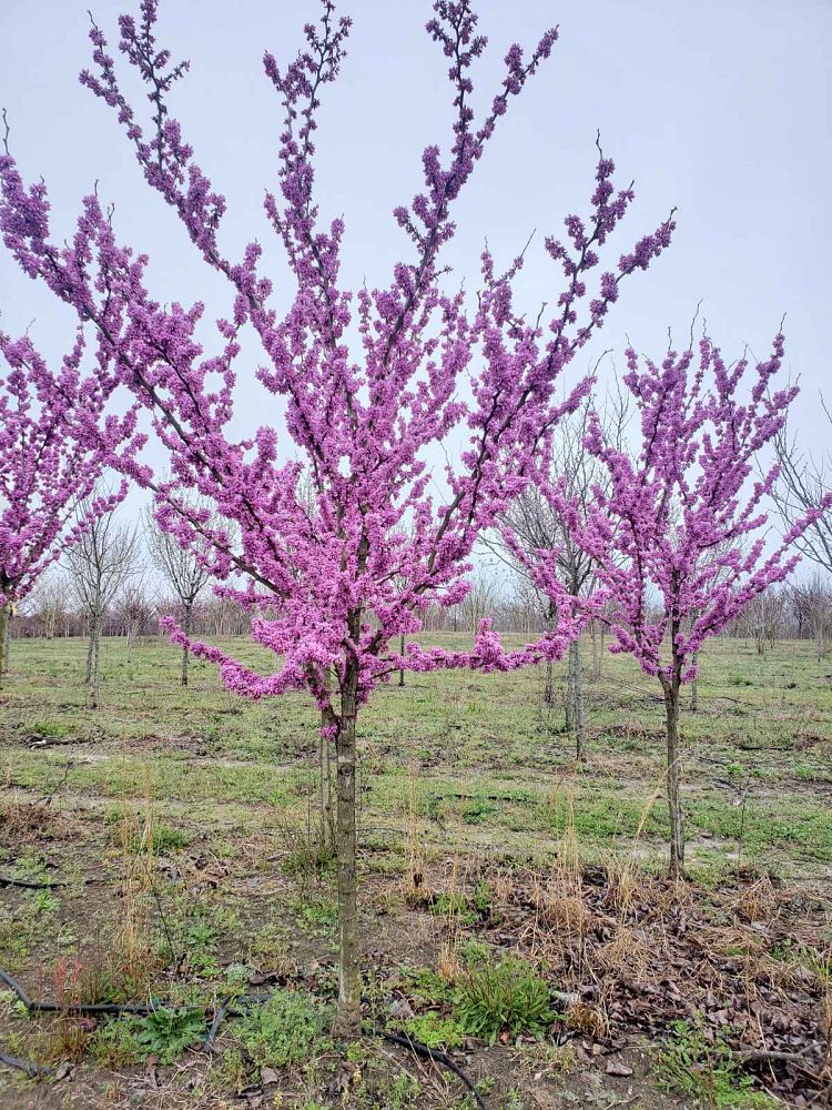 cercis-canadensis-bubble-gum-eastern-redbud