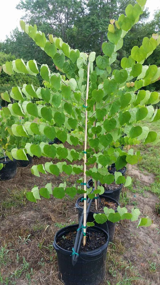 cercis-canadensis-canadensis-eastern-redbud
