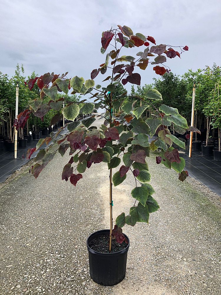 Panther Creek Nursery | plantANT.com