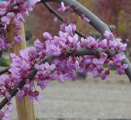 cercis-canadensis-cascading-hearts-canadian-redbud-judas-tree-eastern-redbud