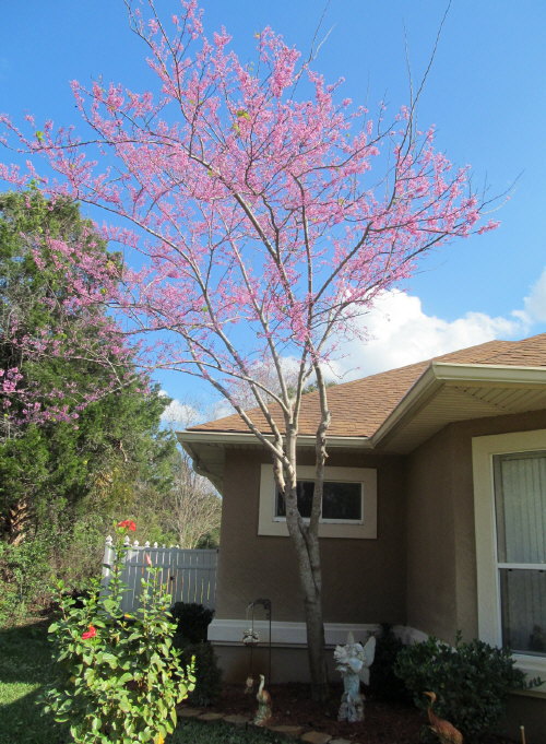 cercis-canadensis-eastern-redbud