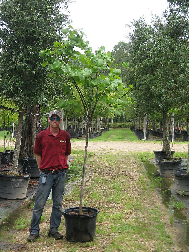 cercis-canadensis-eastern-redbud