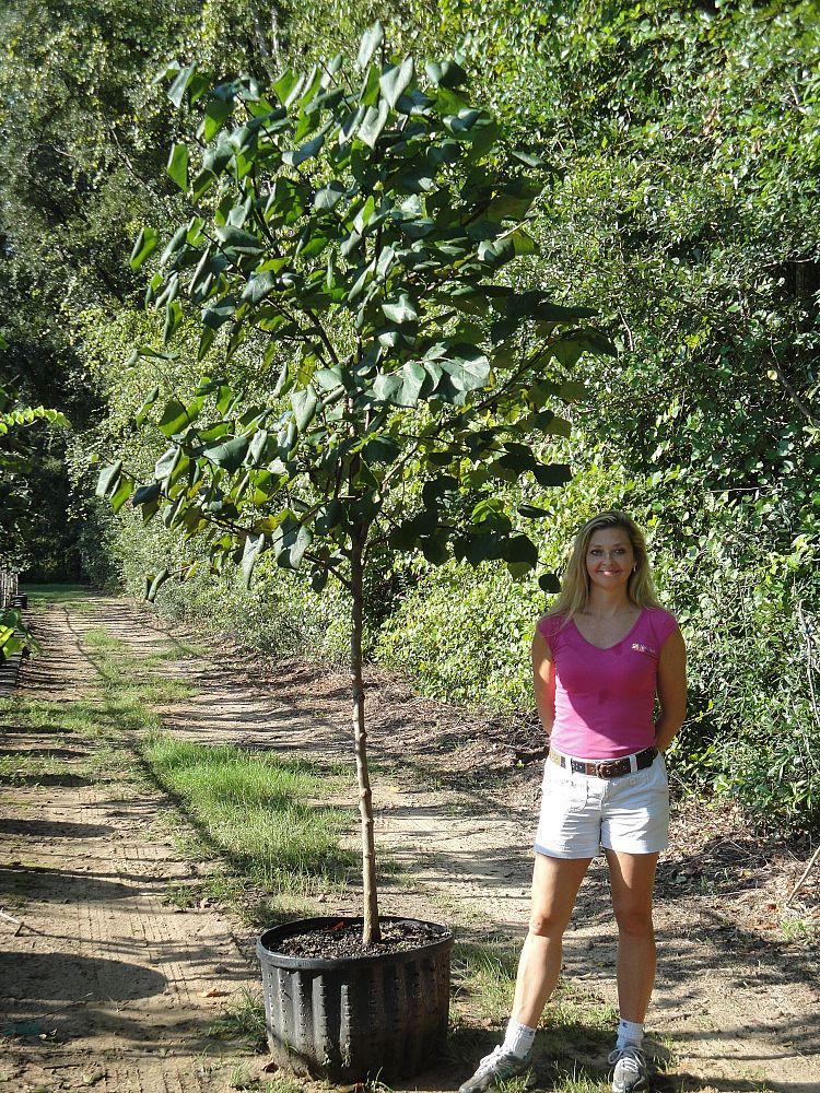 cercis-canadensis-eastern-redbud