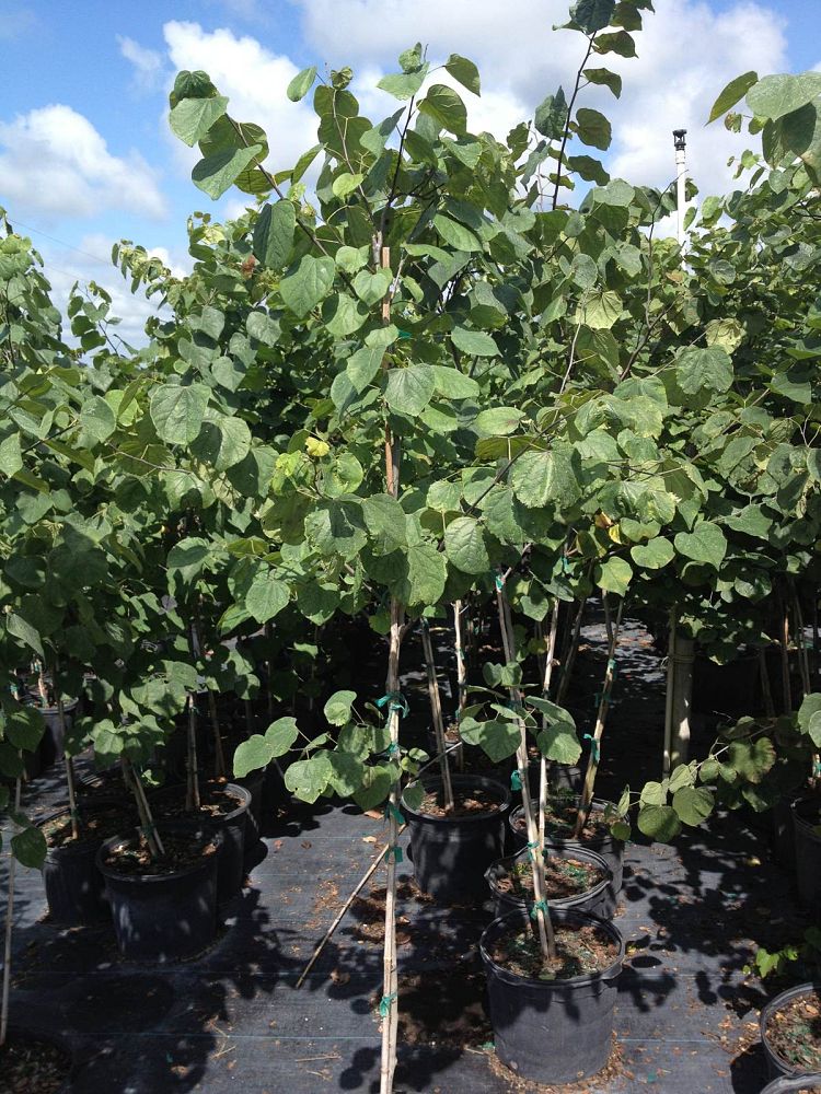 cercis-canadensis-eastern-redbud