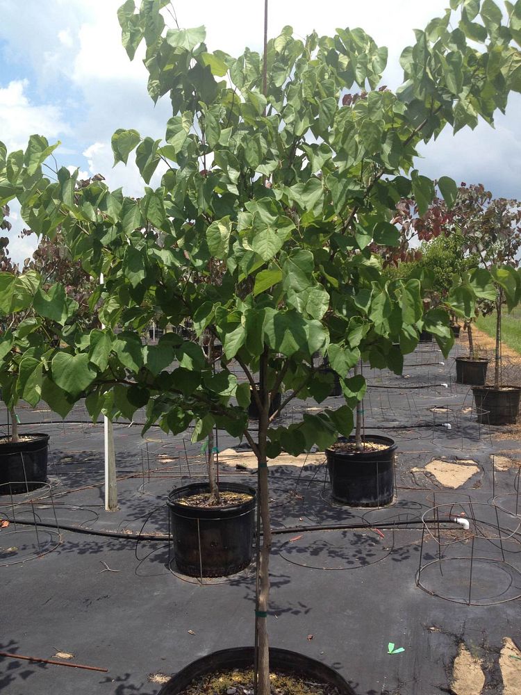 cercis-canadensis-eastern-redbud