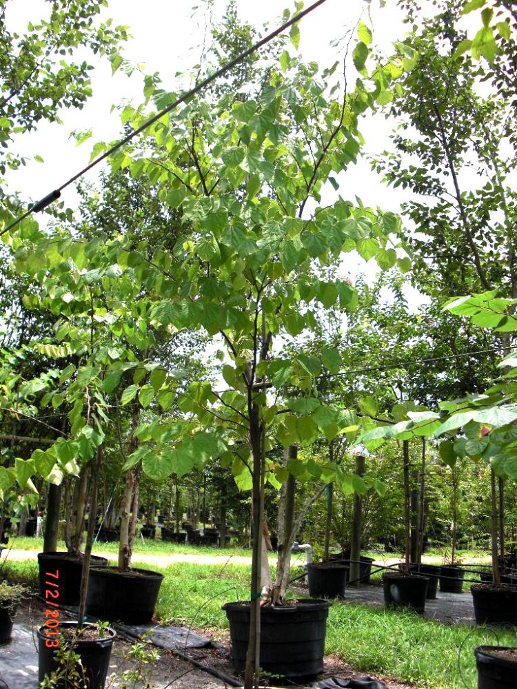 cercis-canadensis-eastern-redbud