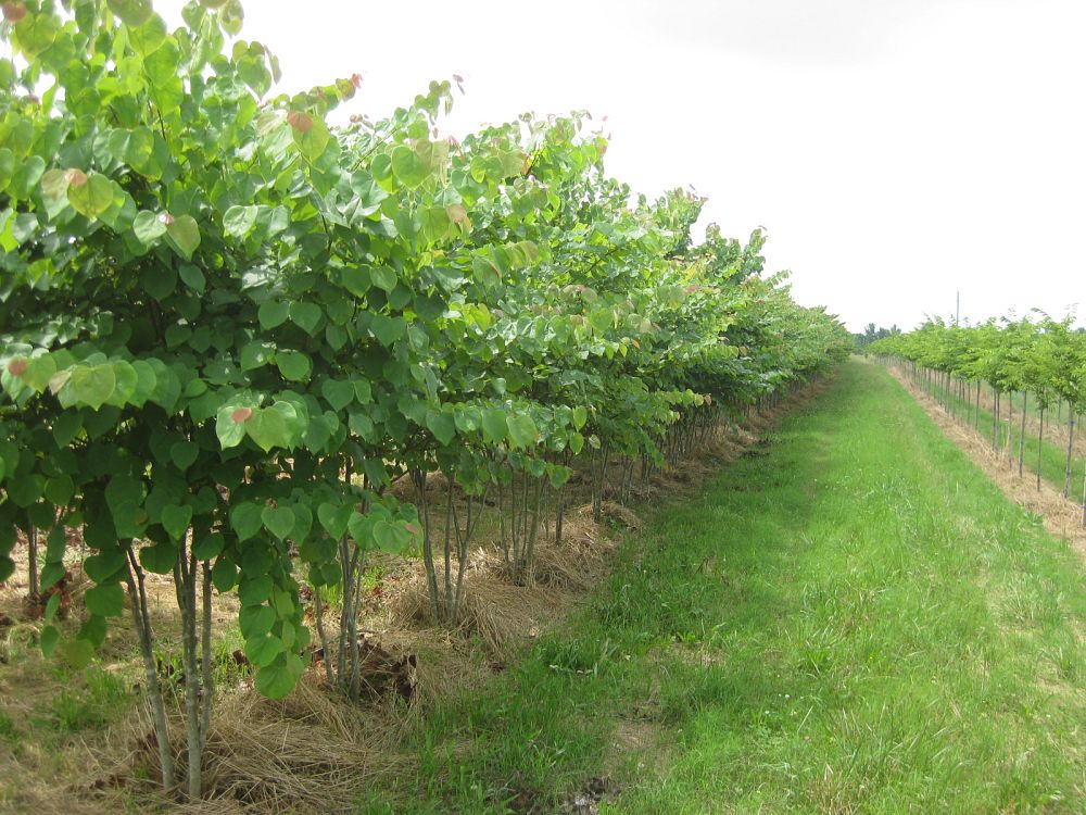 cercis-canadensis-eastern-redbud