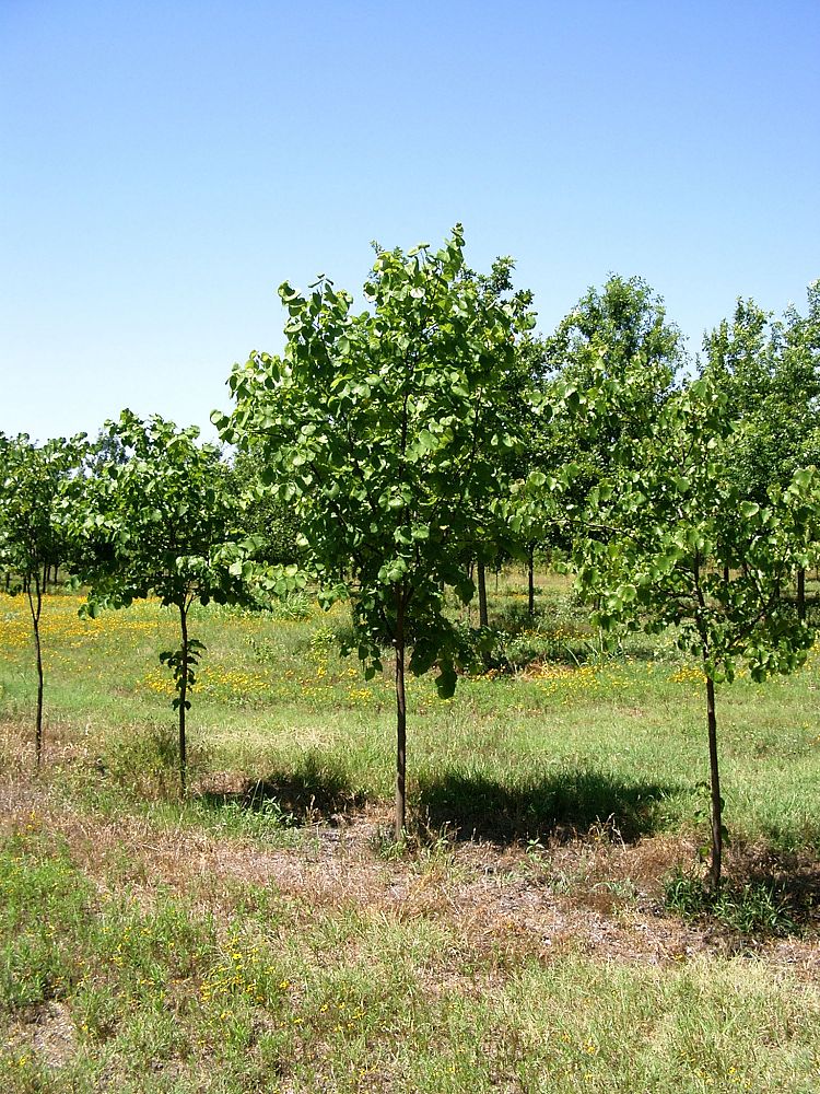 cercis-canadensis-eastern-redbud