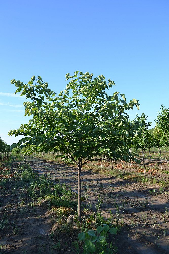 cercis-canadensis-eastern-redbud