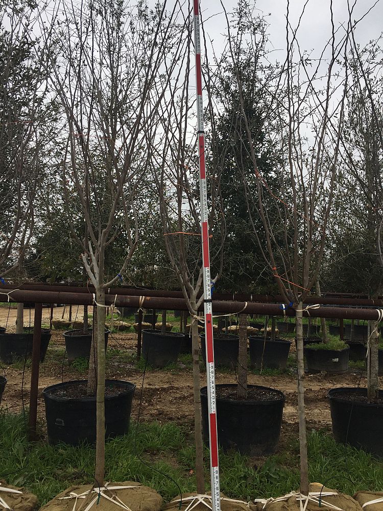 cercis-canadensis-eastern-redbud