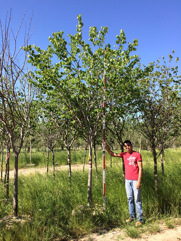 cercis-canadensis-eastern-redbud