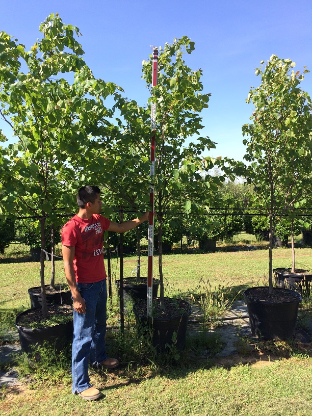 cercis-canadensis-eastern-redbud