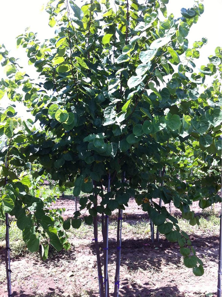 cercis-canadensis-eastern-redbud