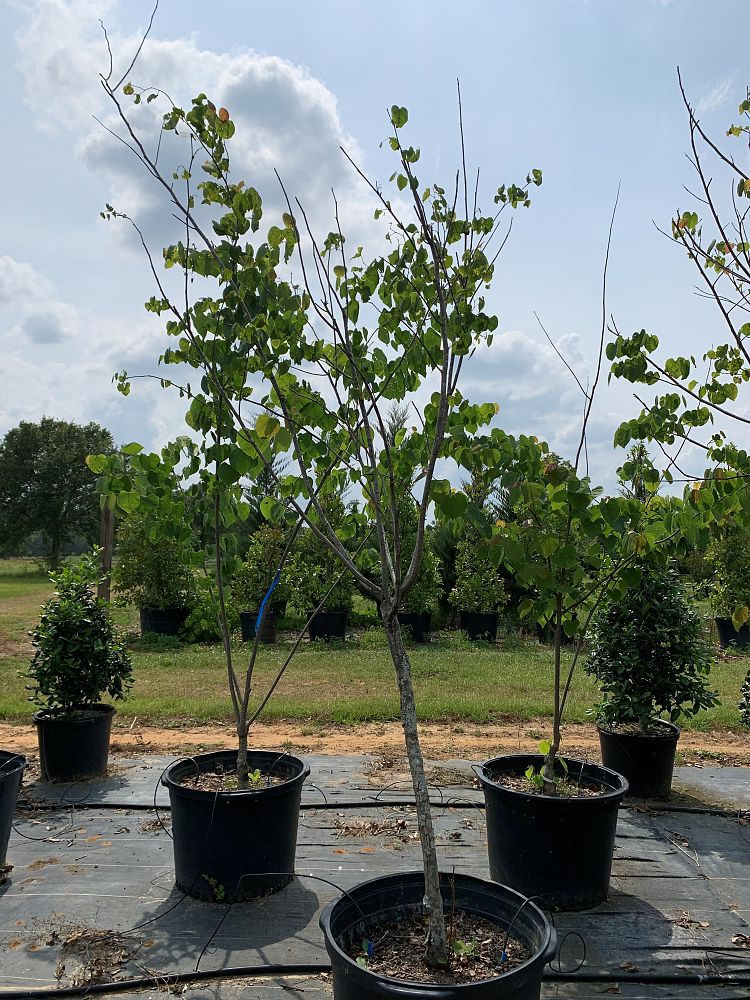 cercis-canadensis-eastern-redbud