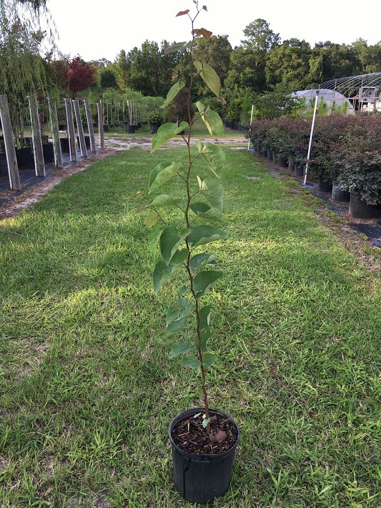 cercis-canadensis-eastern-redbud