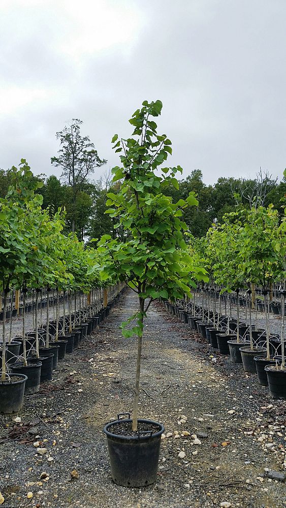 cercis-canadensis-eastern-redbud