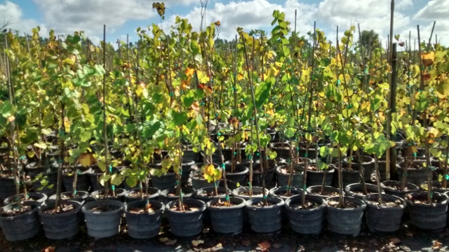 cercis-canadensis-eastern-redbud