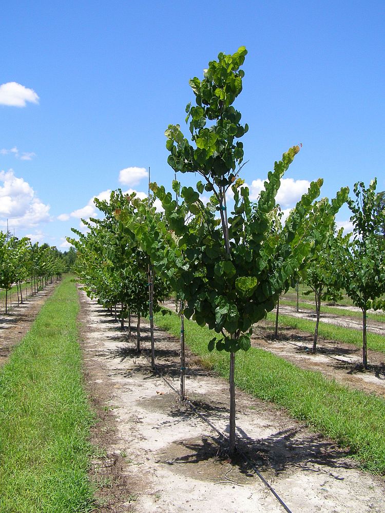 cercis-canadensis-eastern-redbud