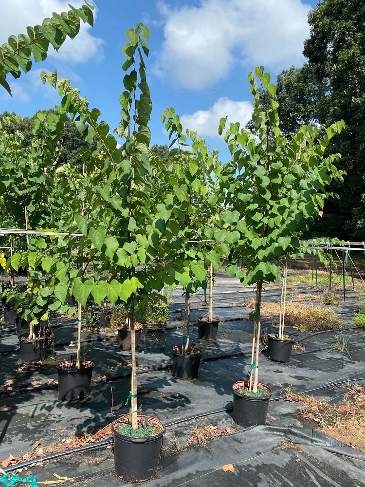 cercis-canadensis-eastern-redbud