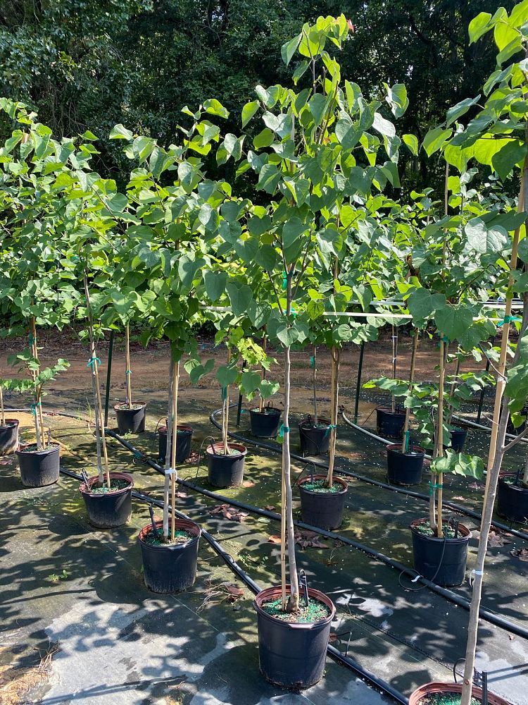 cercis-canadensis-eastern-redbud