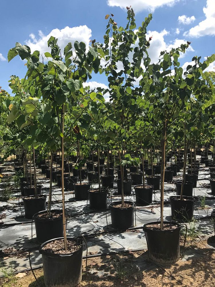 cercis-canadensis-eastern-redbud
